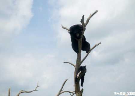 黑龙江夏季旅游：中国东极旅游升温吸引海外目光