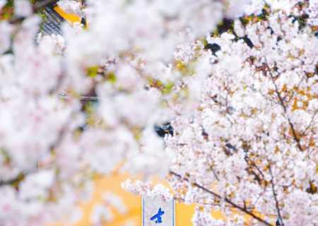 南京鸡鸣寺樱花已经开爆！！最新赏花攻略！