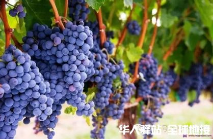葡萄2.jpg